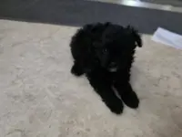 Raven, a female Pomapoo for sale in Goshen, IN – Photo 4 of 4