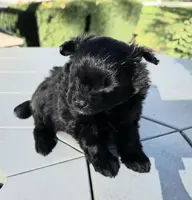 Raven, a female Pomapoo for sale in Goshen, IN – Photo 2 of 4