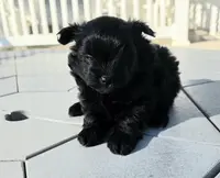 Raven, a female Pomapoo for sale in Goshen, IN – Photo 1 of 4