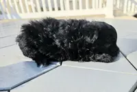 Raven, a female Pomapoo for sale in Goshen, IN – Photo 3 of 4