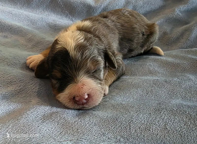 F1b Dapple – Miniature Bernedoodle puppy for sale in Goshen, IN