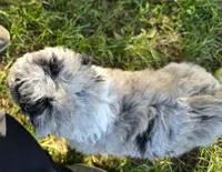 F1b Mikey, a male Miniature Bernedoodle for sale in Goshen, IN – 2 of 10