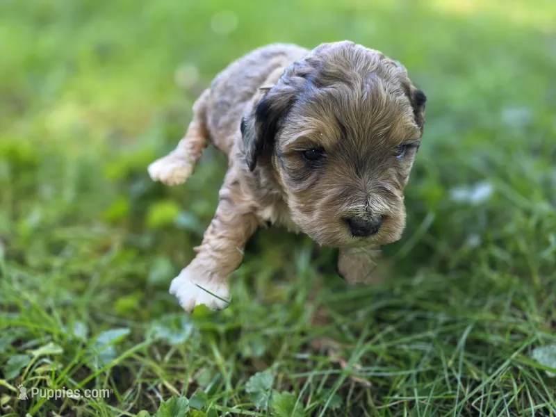 F1b Willy – Miniature Bernedoodle puppy for sale in Goshen, IN