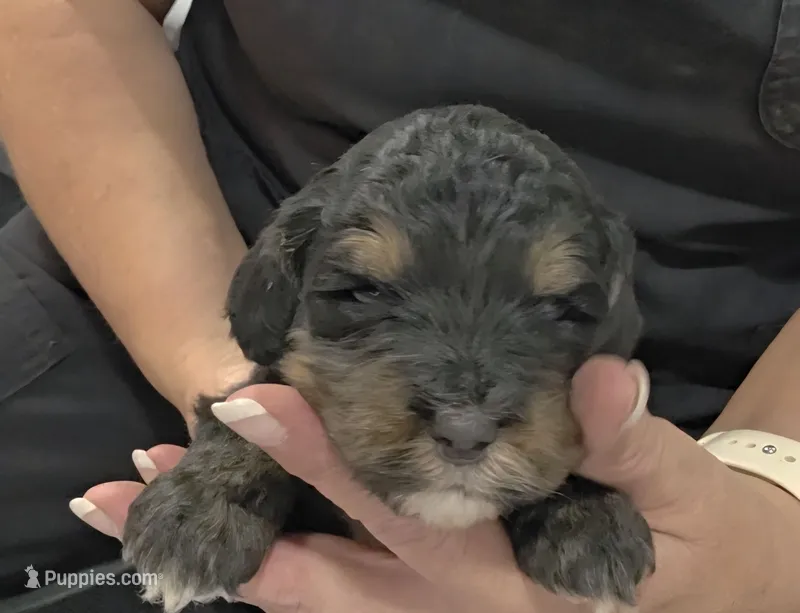 F1b Leo – Miniature Bernedoodle puppy for sale in Goshen, IN