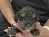 F1b Leo, a male Miniature Bernedoodle for sale in Goshen, IN – 5 of 7