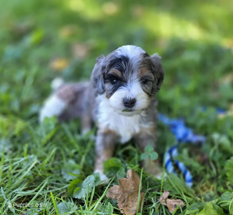 F1b Dapple – Miniature Bernedoodle puppy for sale in Goshen, IN