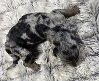 F1b Frank, a male Miniature Bernedoodle for sale in Goshen, IN – 3 of 6