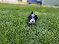 F1b Rickie, a male Miniature Bernedoodle for sale in Goshen, IN – 5 of 10