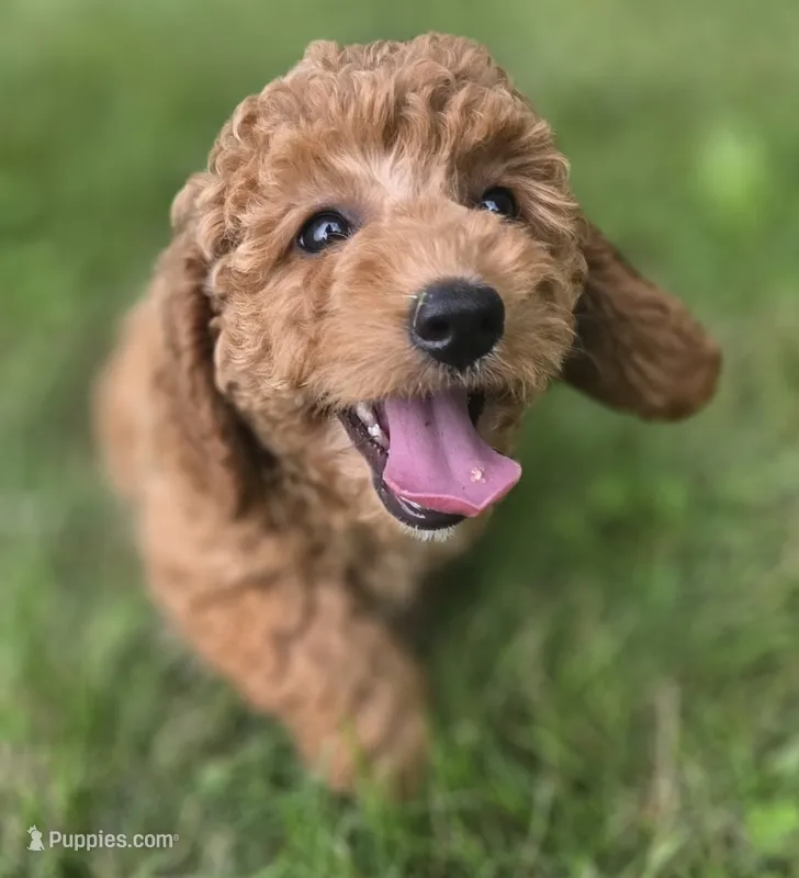 F1b Kimmie – Miniature Goldendoodle puppy for sale in Goshen, IN