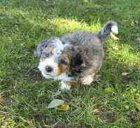 F1b Darling, a male Miniature Bernedoodle for sale in Goshen, IN – 3 of 10