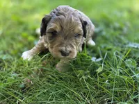 F1b Willy, a male Miniature Bernedoodle for sale in Goshen, IN – 2 of 5