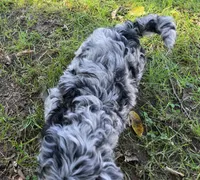 F1b Hank, a male Miniature Bernedoodle for sale in Goshen, IN – 4 of 9