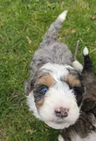 F1b Mikey, a male Miniature Bernedoodle for sale in Goshen, IN – Photo 2 of 8
