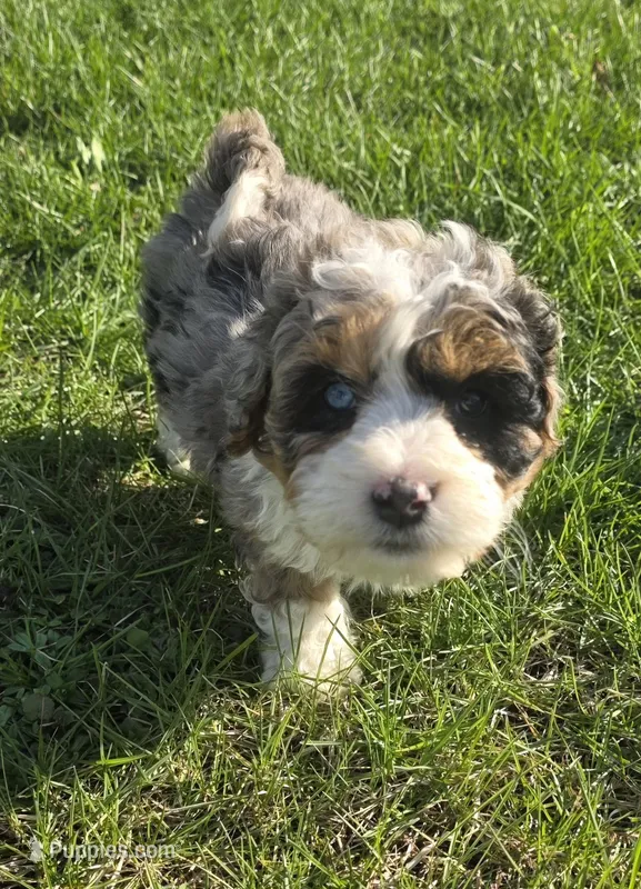 F1b Mikey – Miniature Bernedoodle puppy for sale in Goshen, IN