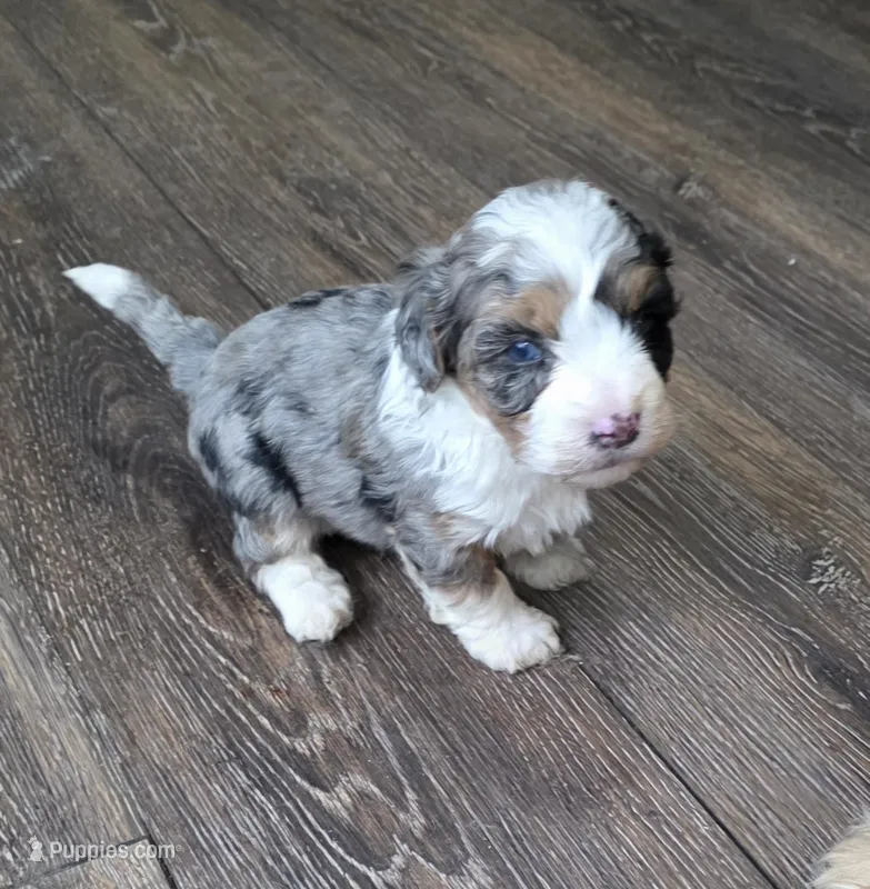 Mikey – Miniature Bernedoodle puppy for sale in Goshen, IN