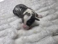 Mikey, a female Miniature Bernedoodle for sale in Goshen, IN – Photo 1 of 3