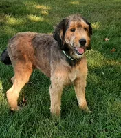 F1b Mikey, a male Miniature Bernedoodle for sale in Goshen, IN – Photo 8 of 8