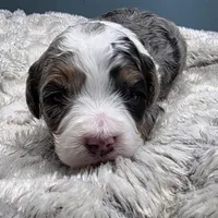 F1b Mikey, a male Miniature Bernedoodle for sale in Goshen, IN – Photo 6 of 8