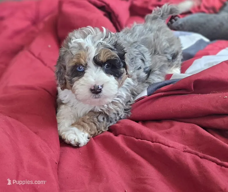 F1b Mikey – Miniature Bernedoodle puppy for sale in Goshen, IN