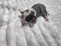 Mikey, a female Miniature Bernedoodle for sale in Goshen, IN – Photo 3 of 3