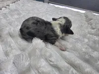 Mikey, a female Miniature Bernedoodle for sale in Goshen, IN – Photo 2 of 3