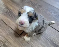 F1b Mikey, a male Miniature Bernedoodle for sale in Goshen, IN – Photo 4 of 8