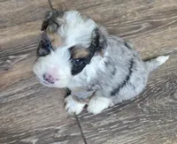 F1b Mikey, a male Miniature Bernedoodle for sale in Goshen, IN – Photo 5 of 8