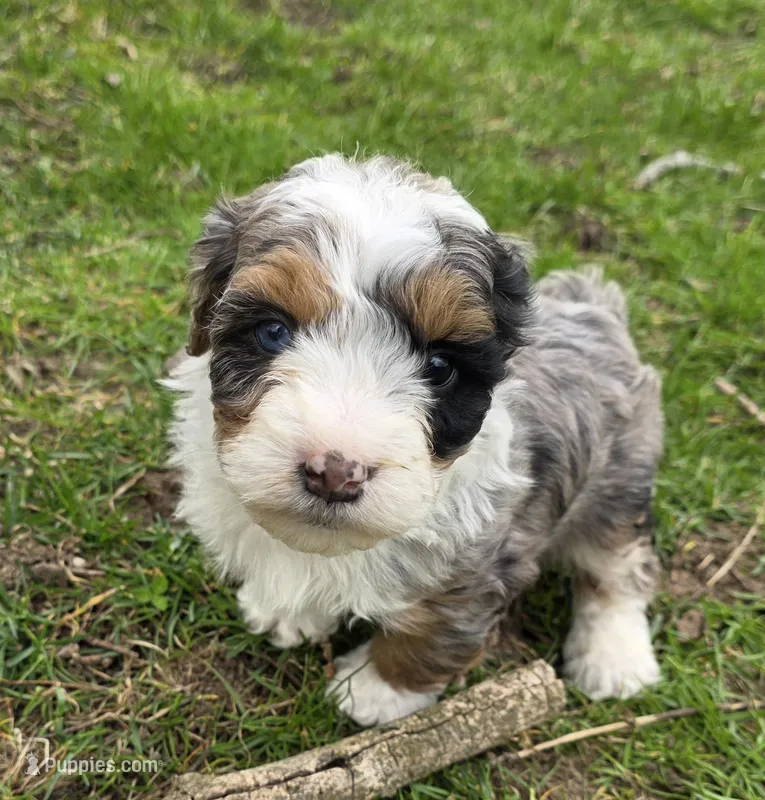 Mikey – Miniature Bernedoodle puppy for sale in Goshen, IN