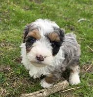 F1b Mikey, a male Miniature Bernedoodle for sale in Goshen, IN – Photo 1 of 8