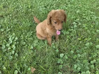 F1b Lady, a female Miniature Goldendoodle for sale in Goshen, IN – 2 of 6