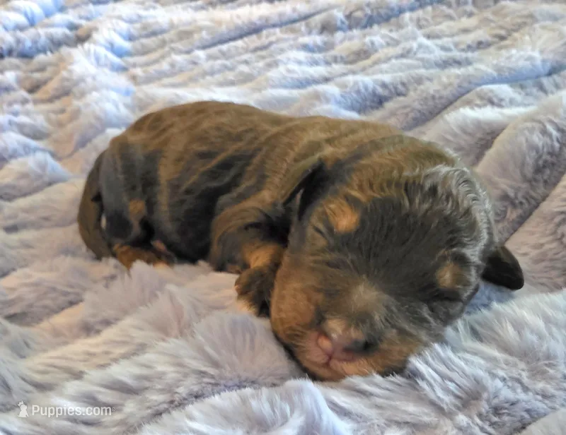 F1b Leo – Miniature Bernedoodle puppy for sale in Goshen, IN