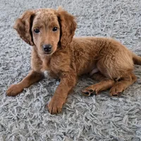 F1b miniature Marv, a male Miniature Goldendoodle for sale in Goshen, IN – Photo 1 of 4