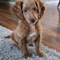 F1b miniature Marv, a male Miniature Goldendoodle for sale in Goshen, IN – Photo 2 of 4