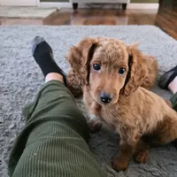 F1b miniature Marv, a male Miniature Goldendoodle for sale in Goshen, IN – Photo 4 of 4