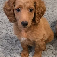 F1b miniature Marv, a male Miniature Goldendoodle for sale in Goshen, IN – Photo 3 of 4