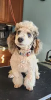 F1b Mae, a female Miniature Bernedoodle for sale in Goshen, IN – 3 of 4