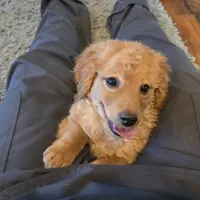 F1b  miniatureToast, a female Miniature Goldendoodle for sale in Goshen, IN – Photo 3 of 10