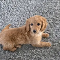 F1b  miniatureToast, a female Miniature Goldendoodle for sale in Goshen, IN – Photo 8 of 10