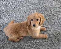 F1b  miniatureToast, a female Miniature Goldendoodle for sale in Goshen, IN – Photo 8 of 10