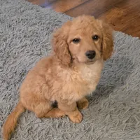 F1b  miniatureToast, a female Miniature Goldendoodle for sale in Goshen, IN – Photo 6 of 10