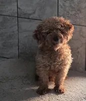 F1b  miniatureToast, a female Miniature Goldendoodle for sale in Goshen, IN – Photo 9 of 10