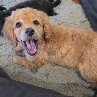 F1b  miniatureToast, a female Miniature Goldendoodle for sale in Goshen, IN – Photo 5 of 10