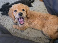 F1b  miniatureToast, a female Miniature Goldendoodle for sale in Goshen, IN – Photo 5 of 10