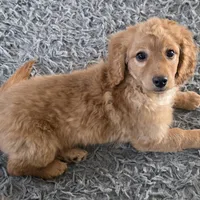 F1b  miniatureToast, a female Miniature Goldendoodle for sale in Goshen, IN – Photo 7 of 10