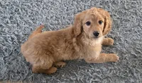 F1b  miniatureToast, a female Miniature Goldendoodle for sale in Goshen, IN – Photo 7 of 10