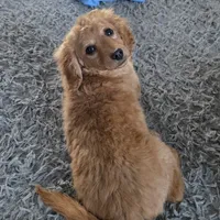 F1b  miniatureToast, a female Miniature Goldendoodle for sale in Goshen, IN – Photo 1 of 10