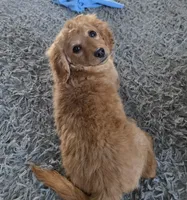 F1b  miniatureToast, a female Miniature Goldendoodle for sale in Goshen, IN – Photo 1 of 10