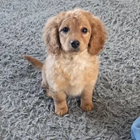 F1b  miniatureToast, a female Miniature Goldendoodle for sale in Goshen, IN – Photo 4 of 10