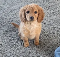 F1b  miniatureToast, a female Miniature Goldendoodle for sale in Goshen, IN – Photo 4 of 10