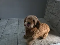 F1b  miniatureToast, a female Miniature Goldendoodle for sale in Goshen, IN – Photo 10 of 10